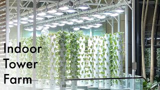 Indoor Aeroponic Tower Farm with Urban Smart Farms [upl. by Nylodam879]