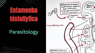 Lec1 Entamoeba histolytica🔥Microbiology lectures parasitology lectures Intestinal parasites [upl. by Aronow658]