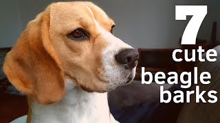 7 Cute Beagle Barks [upl. by Norse]