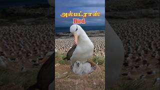 அல்பட்ராஸ் birds chick health checkup svdbdocuments [upl. by Chadd]