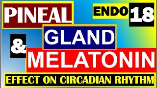 Pineal Gland Melatonin Functions Role in Circadian Rhythm Endocrine System Anatomy physiology Part18 [upl. by Albion408]