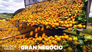 Por qué Florida tuvo la peor cosecha de naranjas desde la Segunda Guerra Mundial  Gran negocio [upl. by Suilenroc]