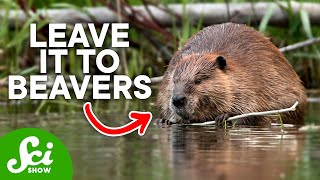 Wild Facts You Never Knew About Beavers [upl. by Bobbye]