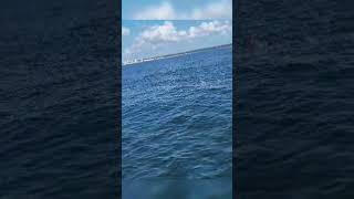 Dolphin 🐬 dance in USA 🇺🇸 watch it yt dolphin shorts shots shortvideo youtubeshorts nature [upl. by Snell]