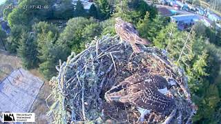 Seaside Osprey Nest Oregon  Aug 27 2024 Tsee mantles Fast Toketee feed extended video [upl. by Hayman]