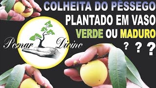 Colheita do Pêssego plantado em vaso Cosecha durazno o melocotón em maceta Prunus persica [upl. by Dnivra]