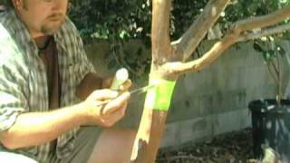 Organic Ant Control For Fruit Trees [upl. by Bopp]