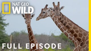 Baby Giraffes at the Zoo Full Episode  Secrets of the Zoo [upl. by Aneleairam]