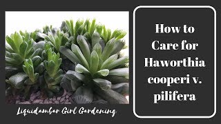 How to Care for Haworthia cooperi v pilifera [upl. by Nani]