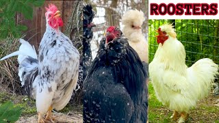 The most handsome roosters crowing from tiny Serama to big Silverudds Blå crossbreed chickens farm [upl. by Dopp]