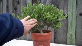 How to create an Olive tree Bonsai Part 1 initial shapingmp4 [upl. by Ahsienak]