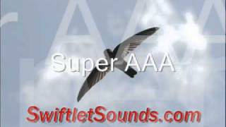 Swiftlet External Sounds  Super AAA [upl. by Ajed]