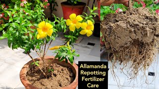 Allamanda plant care n repotting Organic liquid fertilizer monsoon flowering plant [upl. by Reuben]