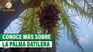 Conoce más sobre el cultivo de la palma datilera [upl. by Ignacius947]