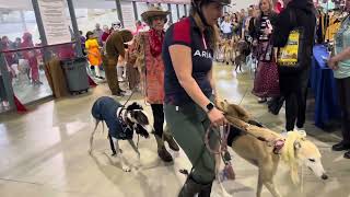 Greyhounds Invade Gettysburg 2024 [upl. by Wrench]