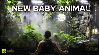 I Came Back to a New Baby Animal Living in My Giant Rainforest Vivarium [upl. by Sherri]