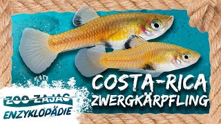 COSTA RICA ZWERGKÄRPFLING  FISCHENZYKLOPÄDIE  Zoo Zajac [upl. by Yaner]