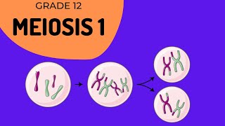 Meiosis 1  Crossing over and Phase identification [upl. by Domingo285]