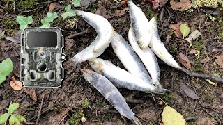 Surprise en forêt  assaut sur un tas de poissons  Capturé par ma caméra photographique 🎥😮 [upl. by Aneehsyt]