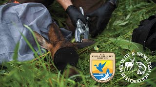 Protecting Fish and Wildlife Health in the United States [upl. by Fisuoy]