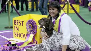 20 years of Westminster Champion Dogs [upl. by Ididn999]