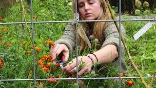 Homegrown Herbal Remedies  Medicine From The Garden And Fire Cider Recipe [upl. by Nador]