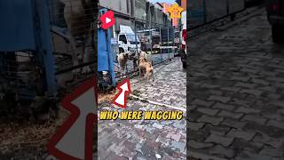 Pit bull vs shepherd dogs fight dogs dogbodylanguage pets dogperson dogmanners animals cute [upl. by Nyrroc964]