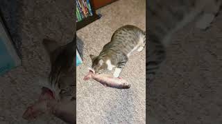 Cats Reaction to Flopping Fish 🐟 🐈 [upl. by Layod150]