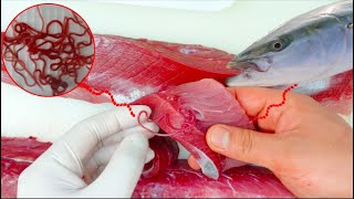 Worm Parasites in Fish Yellowtail Everything you need to know about P seriolae [upl. by Enelam]