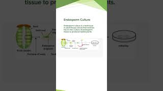 Endosperm Culture ProcedureDiagram Plant Tissue Culture Concepts of Botany [upl. by Eibmab215]