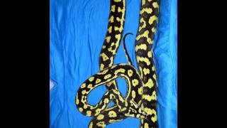 Carpet Python Collection SBKreptiles [upl. by Redd]