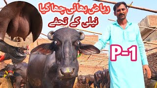 BRAND SHAUK  BRAND Gabban JHOTIAN  Riaz Cattle Farm Sheikhupura PART1  Dairy Farming Plan [upl. by Anitnamaid73]