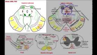 Midbrain simplified sections of internal structure [upl. by Leizo338]