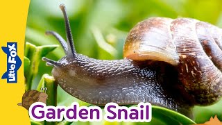 Meet the Animlals  Garden Snail  Gastropods  Stories for Kindergarten [upl. by Goff]