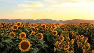 Why sunflowers follow the sun [upl. by Naltiac]