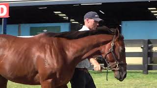 Inglis Premier Farnan x Champagne Jane Colt [upl. by Conlee354]