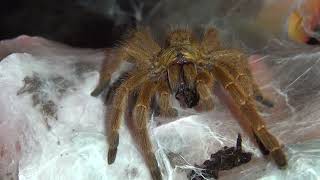 Feeding Flo  Pterinochilus murinus OBT [upl. by Necila]