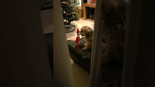 Elf on the Shelf plays with dog elfontheshelf elf christmas [upl. by Poliard]