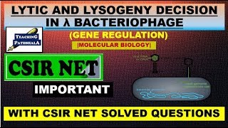 LYTIC AND LYSOGENY DECISION IN LAMBDA PHAGECSIR NETMOLECULAR BIOLOGY [upl. by Suoiradal]