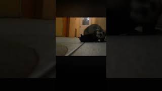 Ferret kills hamster [upl. by Levan]