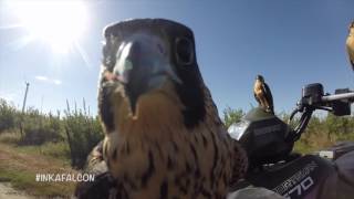 Inka falcon Bird abatement wwwinkafalconcom [upl. by Olia]