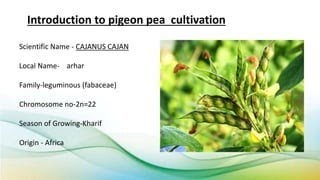 pigeonpea cultivationअरहर की खेती bsc agriculture online class 202425 [upl. by Ossie]