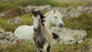 horses running and relaxing enjoying the wild nature around them [upl. by Tekcirk]