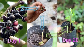 How to grow black plum plant from seeds Easyest method of Propogate jamun plant from seedsgardening [upl. by Procora893]