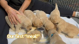 Puppies Adorable First Meal Adventure [upl. by Gabi235]