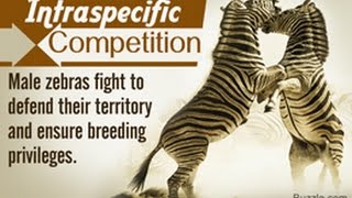 12 Examples of Intraspecific Competition [upl. by Freida24]