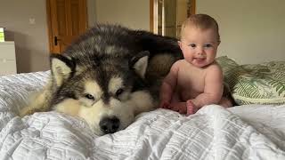 Giant Husky Adopts Adorable Baby Boy As His Own Cutest Ever [upl. by Edlyn]