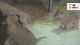 Gender reveal van leeuwendrieling in ZOO Antwerpen [upl. by Nara288]