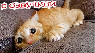 ПРИКОЛЫ С КОТАМИ  С ОЗВУЧКОЙ СМЕШНЫЕ ЖИВОТНЫЕ 2023 СМЕШНЫЕ КОШКИ И СОБАКИ [upl. by Yllim]