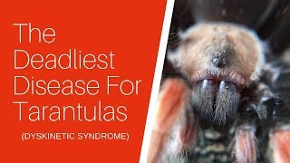 The Deadliest Disease For Tarantulas – Dyskinetic Syndrome DKS [upl. by Kramnhoj]